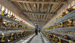 山西全面加強H7N9禽流感病毒監測防控