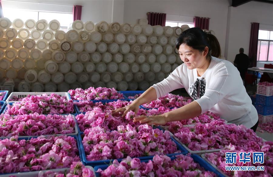 #（經濟）（1）江蘇海安：玫瑰花鋪就農民致富&ldquo;芬芳之路&rdquo;