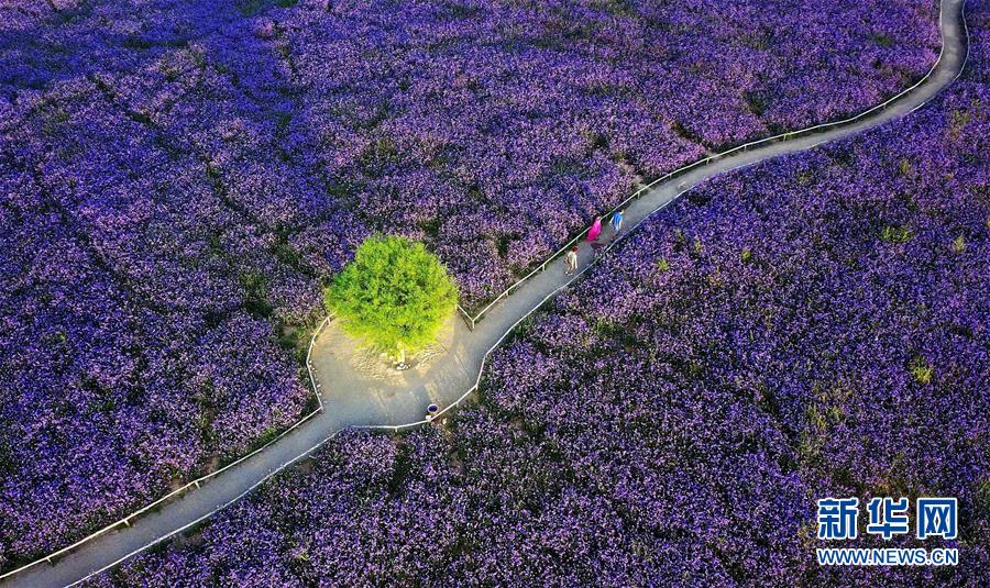 （十九大·讀報(bào)告 話民生）（7）加快生態(tài)文明體制改革，建設(shè)美麗中國(guó)