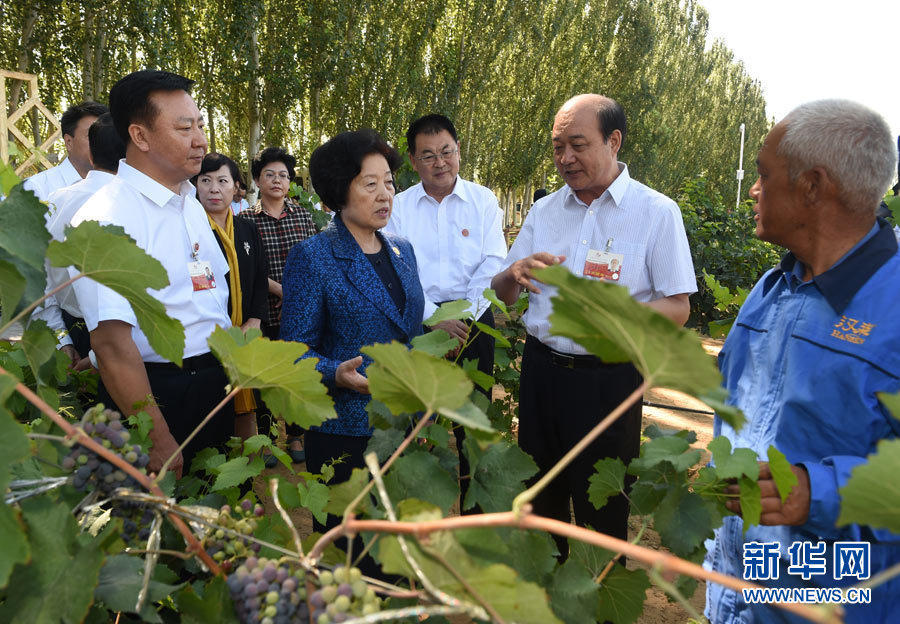 8月9日，中共中央政治局委員、中央統(tǒng)戰(zhàn)部部長、中央代表團副團長孫春蘭率中央代表團三分團，先后赴內蒙古自治區(qū)烏海市、阿拉善盟看望各族干部群眾。這是孫春蘭在烏海市漢森酒業(yè)集團的葡萄種植園了解葡萄種植情況。新華社記者 任軍川 攝