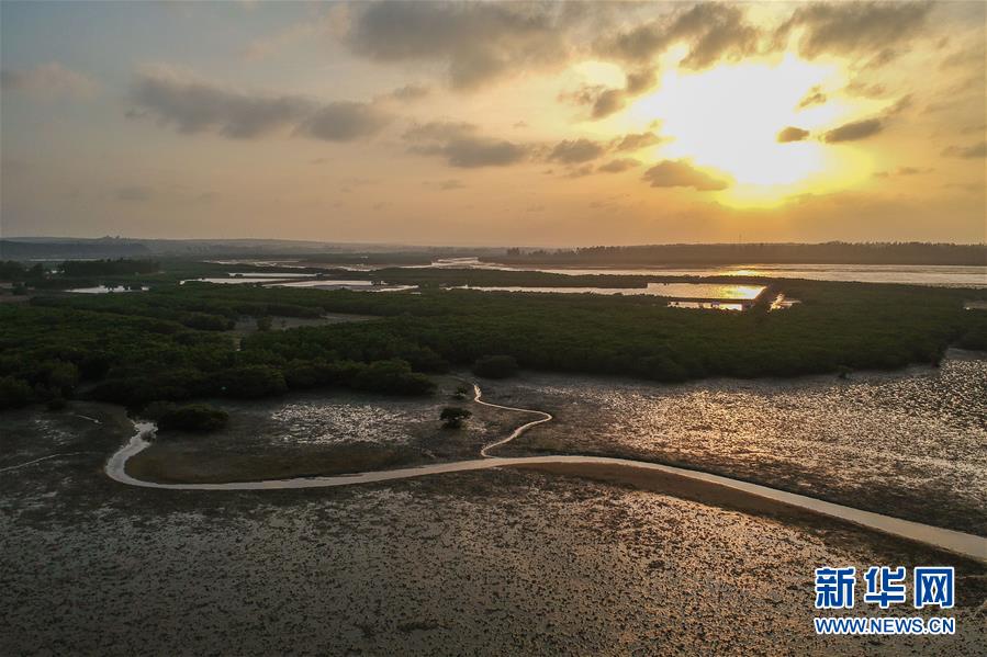 （圖文互動）（1）十年樹木、紅樹成林——“海上森林”回歸記