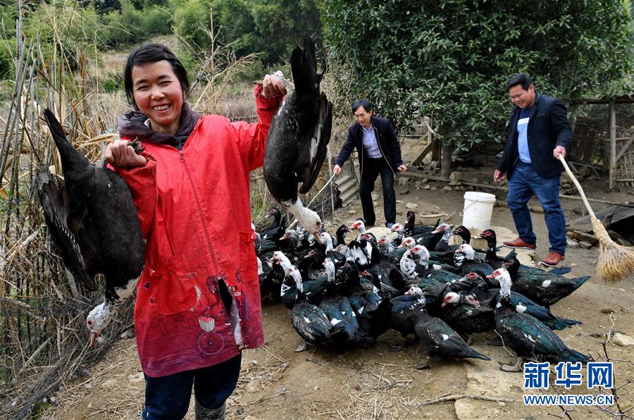 （新春走基層）貧困戶(hù)張賽玉養(yǎng)鴨脫貧