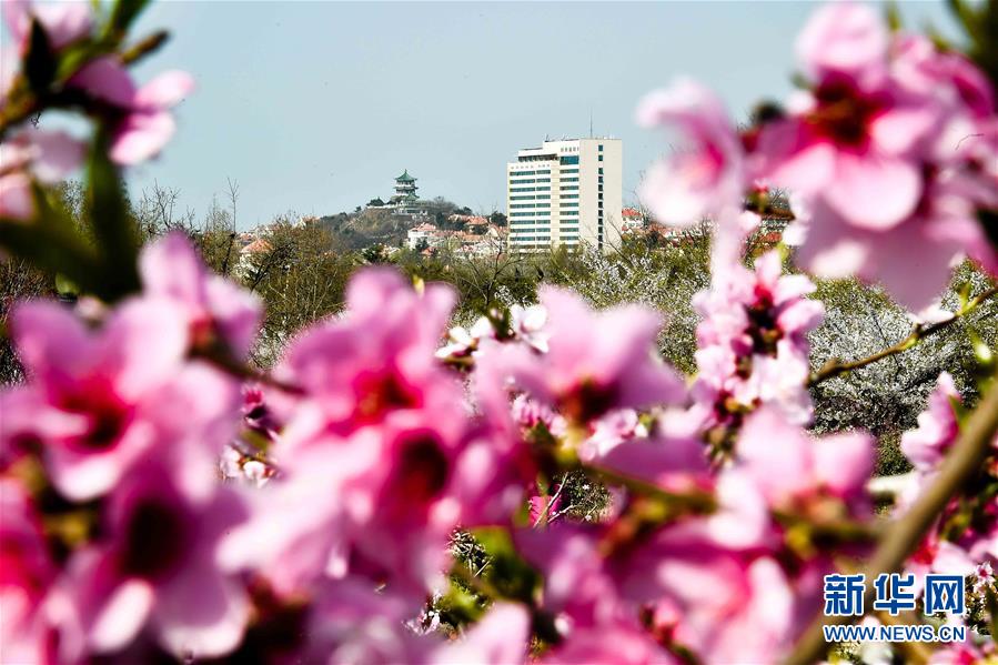 （春季美麗生態(tài)）（2）青島賞花會啟幕