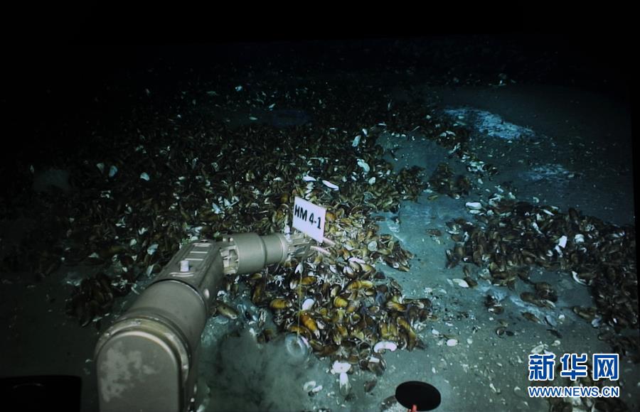 (圖文互動)(3)到南海“海馬冷泉”探秘海底的“生命綠洲”