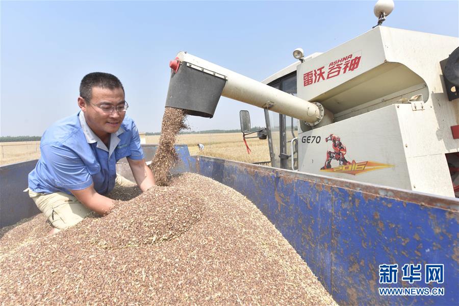 （經濟）（2）河北定州：千畝黑小麥喜獲豐收