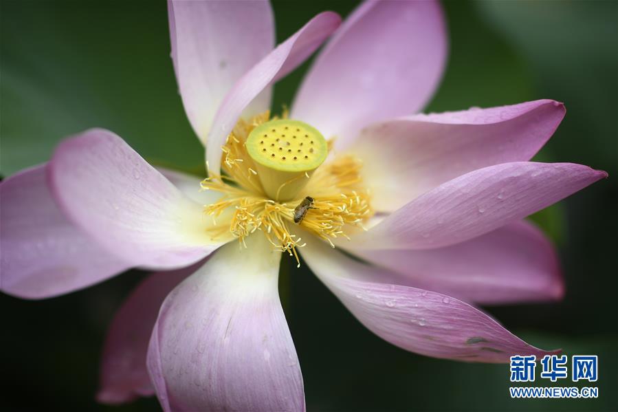 （環境）（4）塞上荷香