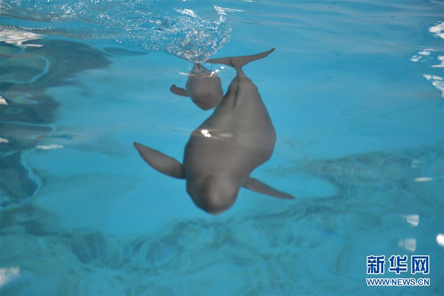 (圖文互動)(2)從消失的白鱀豚到人工繁殖江豚——三個故事見證長江生態保護變遷