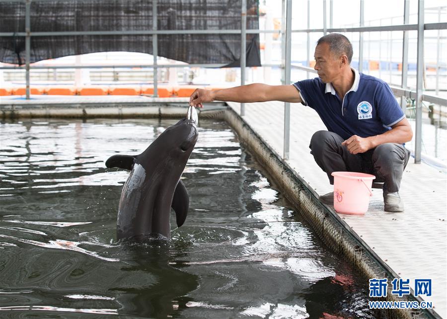 (圖文互動)(3)從消失的白鱀豚到人工繁殖江豚——三個故事見證長江生態保護變遷