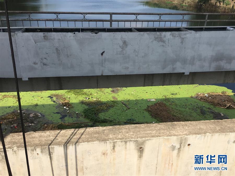 (新華視點(diǎn)·圖文互動(dòng))(2)上游洪水來(lái)襲下游魚蟹死亡,泄洪為何變泄污?