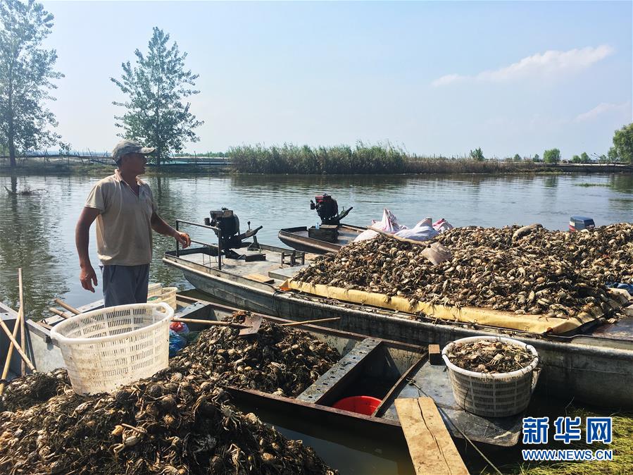 (新華視點(diǎn)·圖文互動(dòng))(1)上游洪水來(lái)襲下游魚蟹死亡,泄洪為何變泄污?