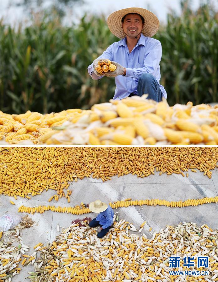 #（新華全媒頭條&middot;圖文互動）（11）最年輕的節日 最悠久的牽念&mdash;&mdash;寫給首個中國農民豐收節