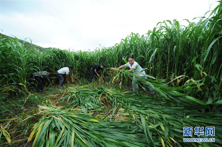 (在習(xí)近平新時代中國特色社會主義思想指引下——新時代新作為新篇章·圖文互動)(6)三年村干部 一世農(nóng)村情——記貴州石阡農(nóng)村扶貧干部