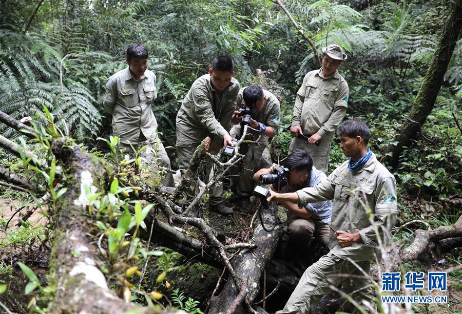 (新華全媒頭條·圖文互動)(8)歸來的雨林