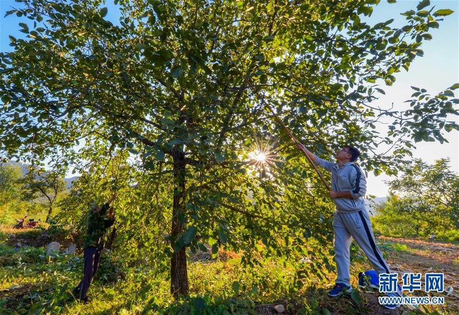 (在習近平新時代中國特色社會主義思想指引下——新時代新作為新篇章·鄉村振興戰略·圖文互動)(1)“小山貨”成為“黃金果”——河北涉縣山核桃“抱團發展”贏市場