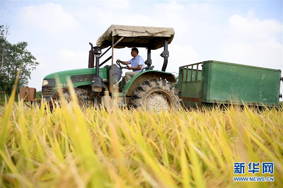 (新華全媒頭條·圖文互動)(7)希望灑在金色田野——寫在鄉村振興戰略實施一周年之際