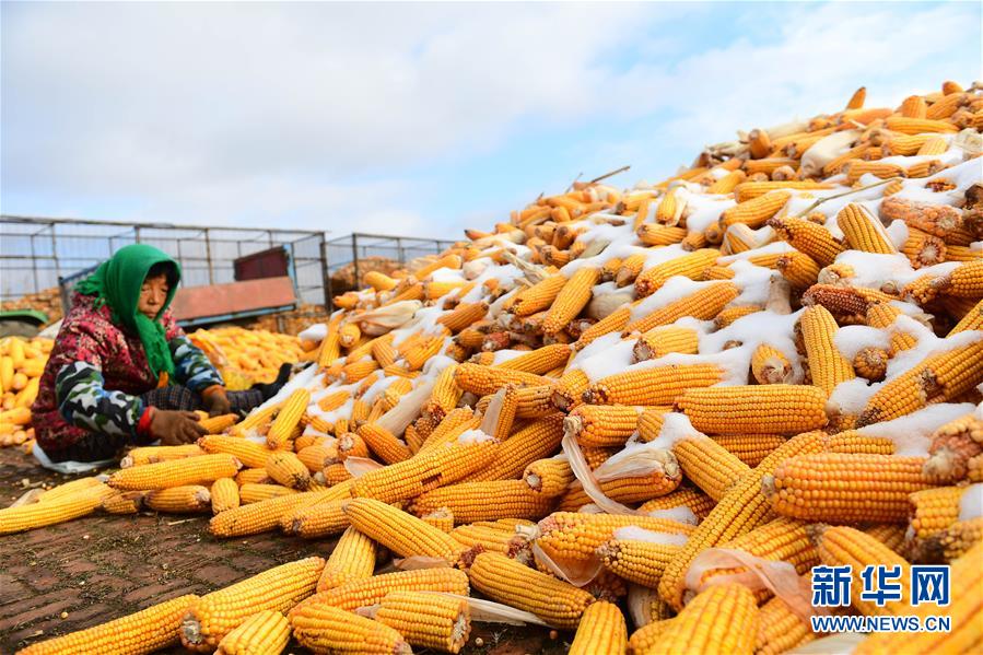 (在習近平新時代中國特色社會主義思想指引下——新時代新作為新篇章·鄉村振興戰略·圖文互動)(1)吉林榆樹:產糧“冠軍縣”大旱之年從容應對減產考驗