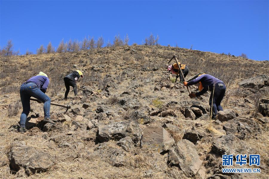 (新華全媒頭條·圖文互動(dòng))(8)那一抹綠色,走進(jìn)越來(lái)越多人心里——河北塞罕壩續(xù)寫新時(shí)代綠色傳奇