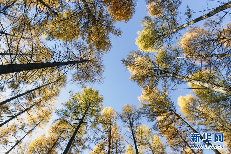 (新華全媒頭條·圖文互動(dòng))(9)那一抹綠色,走進(jìn)越來(lái)越多人心里——河北塞罕壩續(xù)寫新時(shí)代綠色傳奇