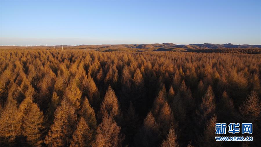(新華全媒頭條·圖文互動(dòng))(6)那一抹綠色,走進(jìn)越來(lái)越多人心里——河北塞罕壩續(xù)寫新時(shí)代綠色傳奇