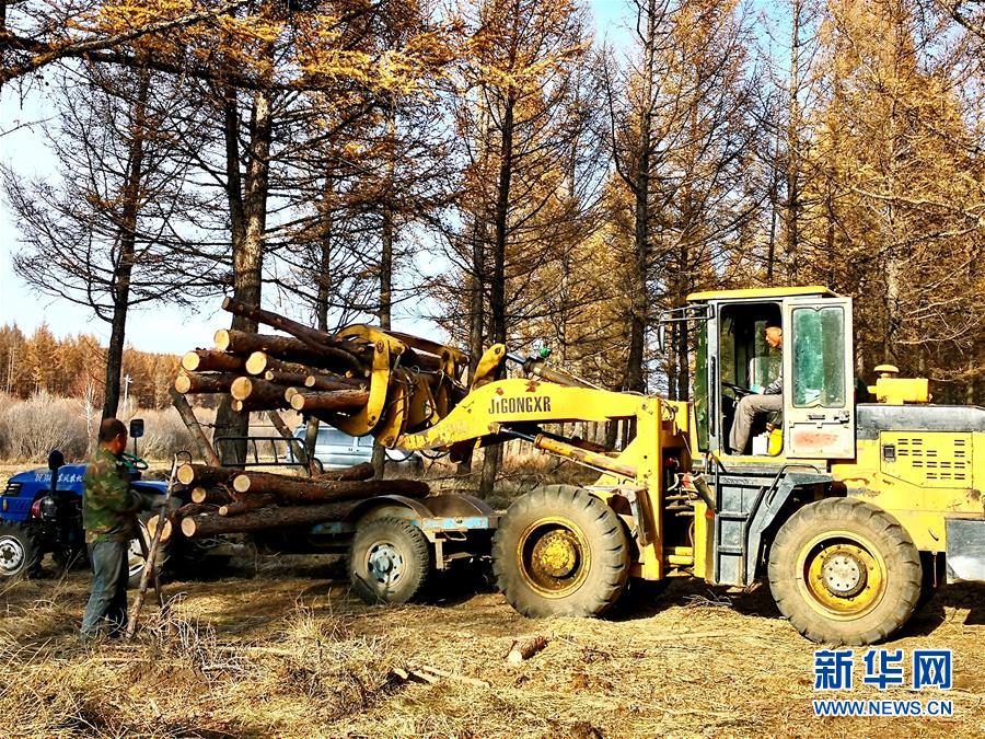 (新華全媒頭條·圖文互動(dòng))(7)那一抹綠色,走進(jìn)越來(lái)越多人心里——河北塞罕壩續(xù)寫新時(shí)代綠色傳奇