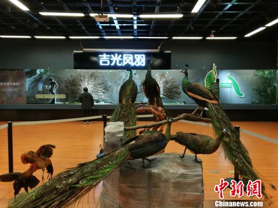 先有雞還是先有蛋?這個科普展覽有點“不一般”