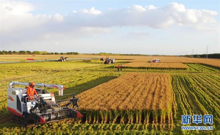 (在習近平新時代中國特色社會主義思想指引下——新時代新作為新篇章·鄉村振興戰略·圖文互動)(2)“十五連豐”譜新篇——端牢“中國飯碗”的龍江實踐