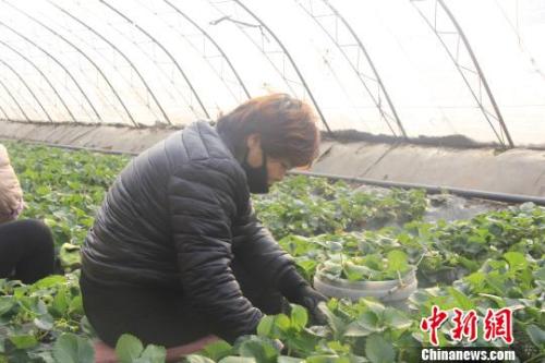 正值隆冬時節,山西省長治市長子縣天寒地凍,最低氣溫已有零下十幾度,當地的蔬菜大棚內卻“春意盎然”、生機勃勃。 王維寧 攝