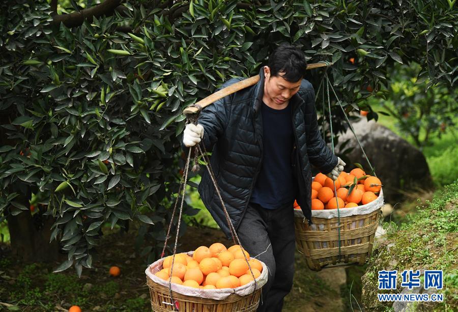(新春走基層·圖文互動)(3)一個橙子的八年“蛻變史”