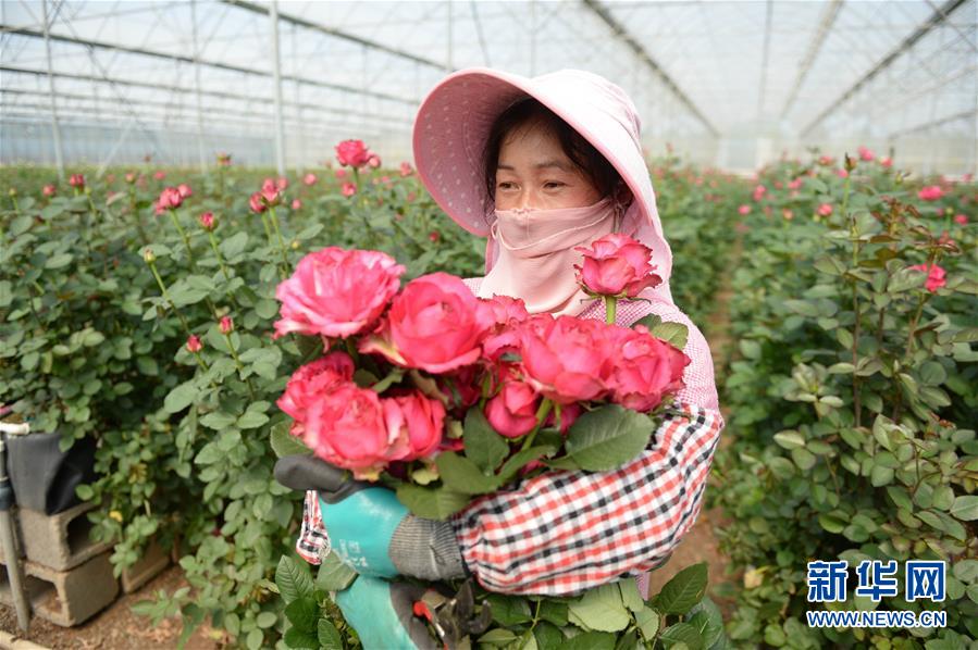 (在習近平新時代中國特色社會主義思想指引下——新時代新作為新篇章·圖文互動)(1)紅土高原上掀起“綠色旋風”