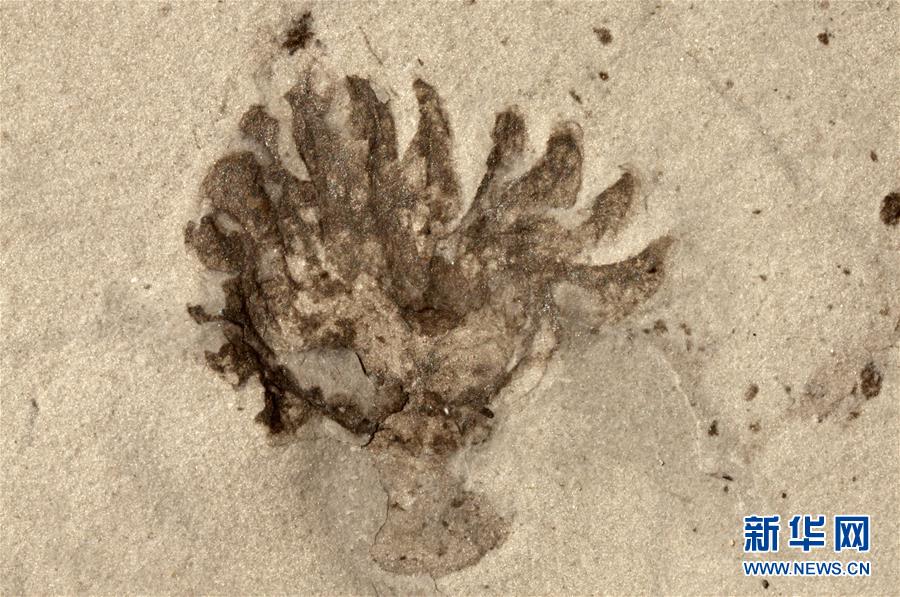 (新華全媒頭條·圖文互動)(9)探尋5億年前“生命大爆炸”之奧秘——中國科學(xué)家發(fā)現(xiàn)寒武紀(jì)“化石寶庫”清江生物群紀(jì)實