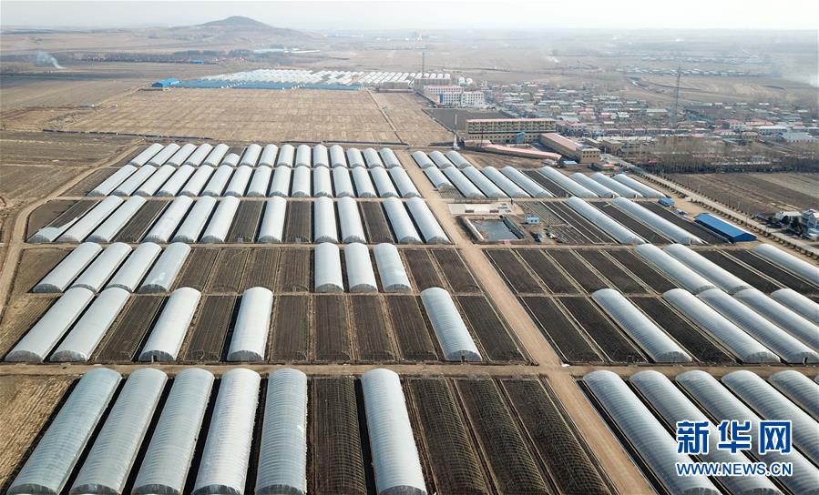 (壯麗70年 奮斗新時代——推動高質量發展調研行·圖文互動)(1)黑龍江賓縣:“北菜南銷”演繹結構調整“大文章”