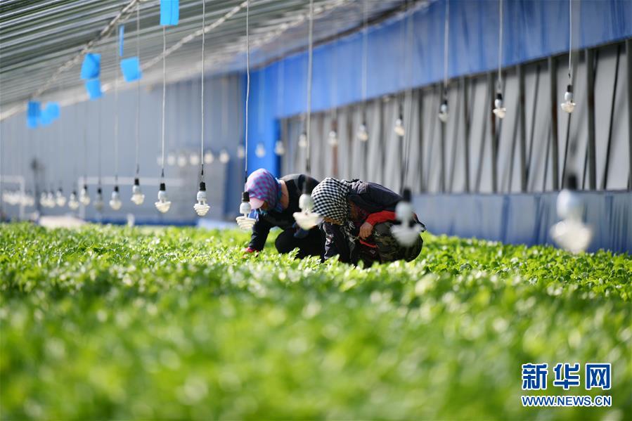 (壯麗70年 奮斗新時代——推動高質量發展調研行·圖文互動)(4)黑龍江賓縣:“北菜南銷”演繹結構調整“大文章”