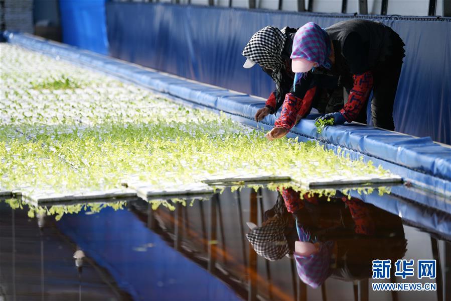 (壯麗70年 奮斗新時代——推動高質量發展調研行·圖文互動)(5)黑龍江賓縣:“北菜南銷”演繹結構調整“大文章”