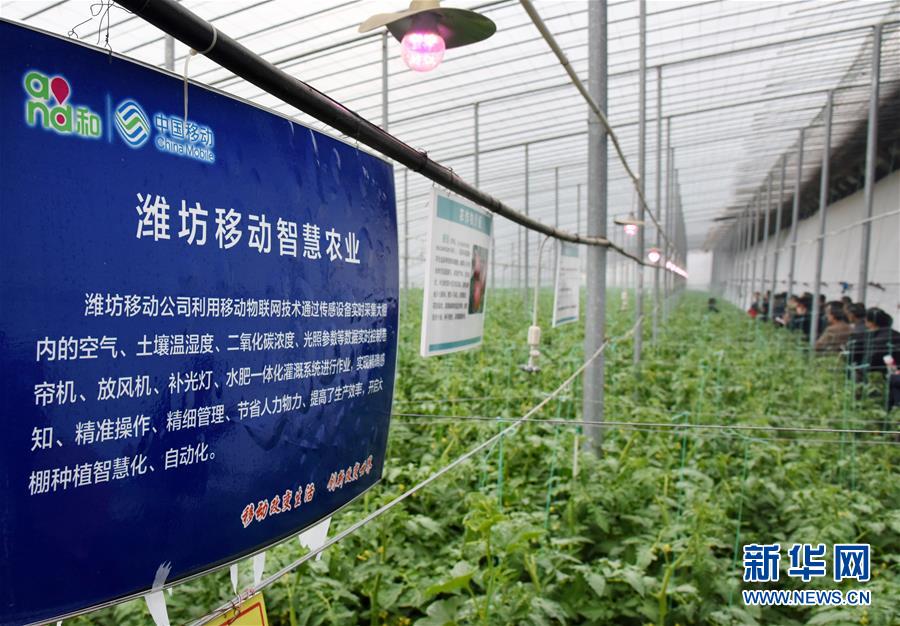 (壯麗70年·奮斗新時代·圖文互動)(7)山東壽光:一棵“菜”興一座城