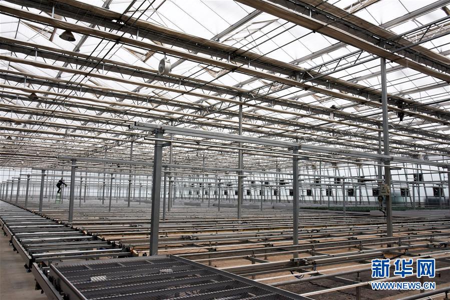 (壯麗70年·奮斗新時代·圖文互動)(9)山東壽光:一棵“菜”興一座城