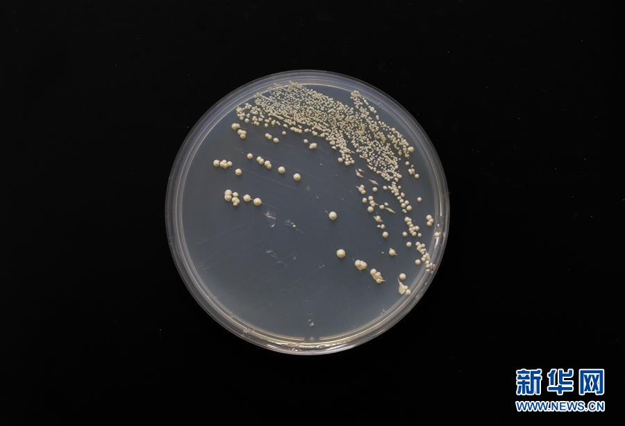 (新華全媒頭條·圖文互動)(6)“兩個一公里”的創(chuàng)新答案——上海全力建設(shè)全球科創(chuàng)中心紀(jì)實(shí)