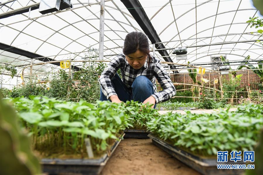 (權(quán)威訪談·聚焦中國經(jīng)濟(jì)亮點(diǎn)·圖文互動(dòng))(5)防治土地荒漠化 推動(dòng)綠色發(fā)展——專訪國家林業(yè)和草原局副局長劉東生