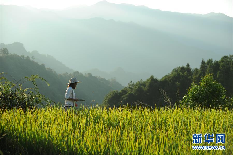 （新華全媒頭條&middot;圖文互動）（9）咱們村里的年輕人&mdash;&mdash;記奮戰在貴州脫貧攻堅一線的青年