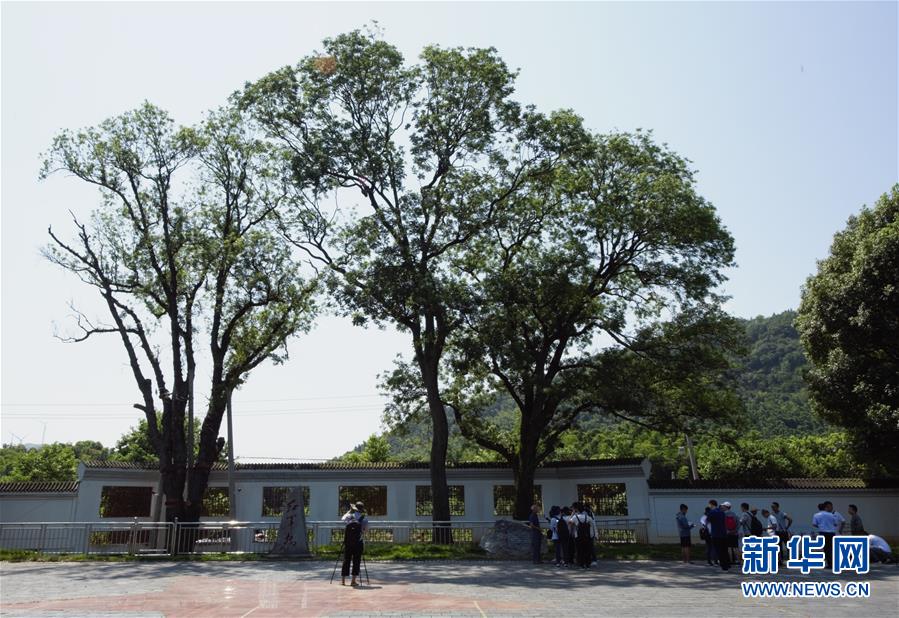 （壯麗70年&middot;奮斗新時代&mdash;&mdash;記者再走長征路&middot;圖文互動）（6）&ldquo;紅軍樹&rdquo;下憶初心、守初心