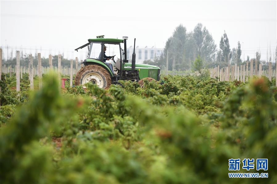 （壯麗70年·奮斗新時(shí)代——共和國發(fā)展成就巡禮·圖文互動(dòng)）（10）生態(tài)美、百姓富——品讀嶄新“寧夏畫卷”