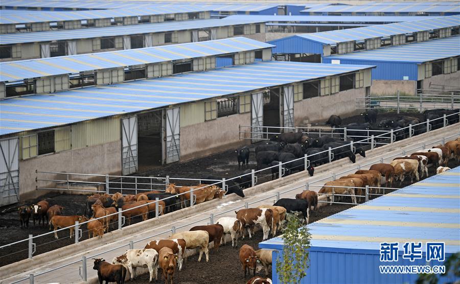 （壯麗70年·奮斗新時(shí)代——共和國發(fā)展成就巡禮·圖文互動(dòng)）（11）生態(tài)美、百姓富——品讀嶄新“寧夏畫卷”