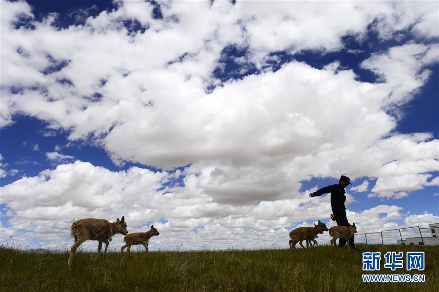 （今日關注·第一屆國家公園論壇·圖文互動）（5）首個國家公園什么樣？專家帶你先“睹”為快