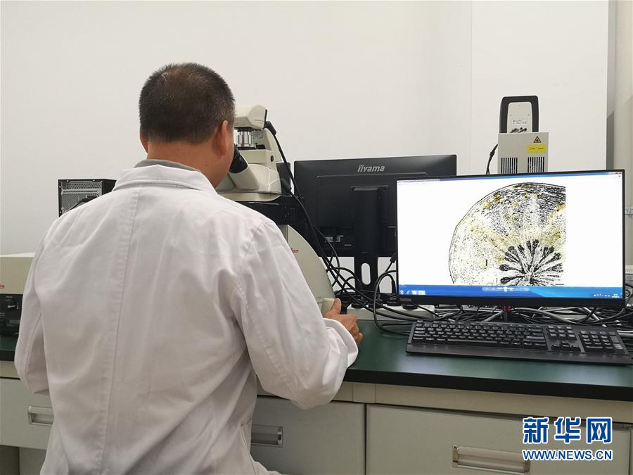 （新華調(diào)查·新中國考古重大發(fā)現(xiàn)·圖文互動）（5）?；韬睿翰粌H僅是“黃金大墓”