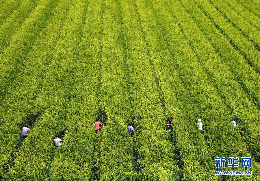 (全面深化改革·圖文互動)(1)“減”出效益 “融”出特色 “服”出動力——貴州推進農(nóng)村產(chǎn)業(yè)結(jié)構(gòu)調(diào)整觀察