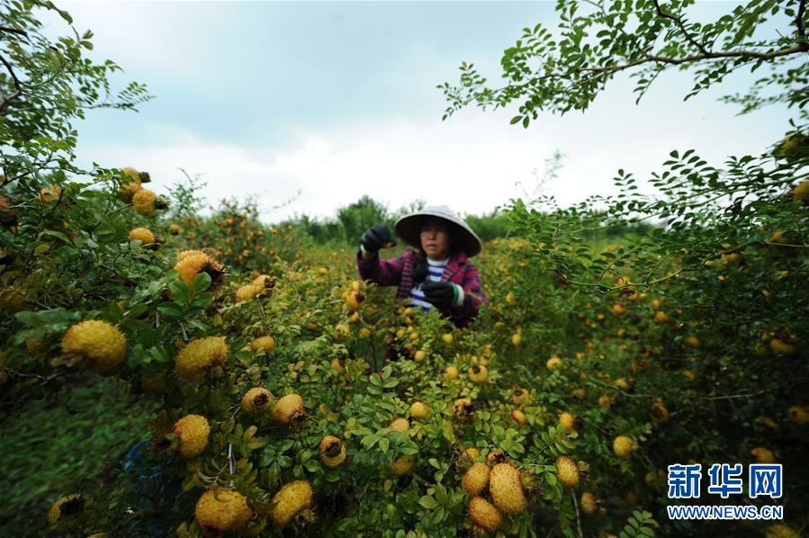 (全面深化改革·圖文互動)(3)“減”出效益 “融”出特色 “服”出動力——貴州推進農(nóng)村產(chǎn)業(yè)結(jié)構(gòu)調(diào)整觀察