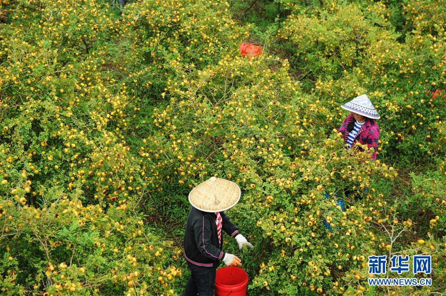 (全面深化改革·圖文互動)(4)“減”出效益 “融”出特色 “服”出動力——貴州推進農(nóng)村產(chǎn)業(yè)結(jié)構(gòu)調(diào)整觀察