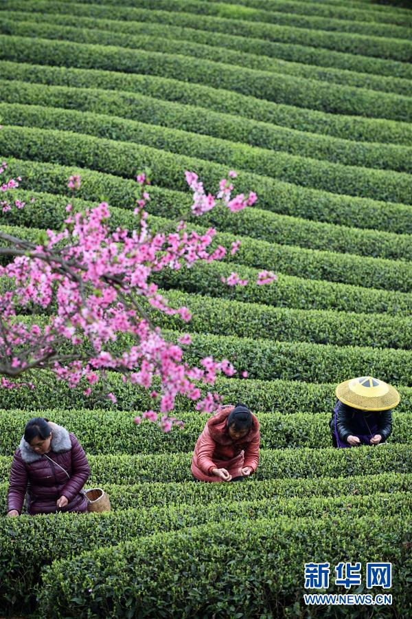 (全面深化改革·圖文互動)(7)“減”出效益 “融”出特色 “服”出動力——貴州推進農(nóng)村產(chǎn)業(yè)結(jié)構(gòu)調(diào)整觀察