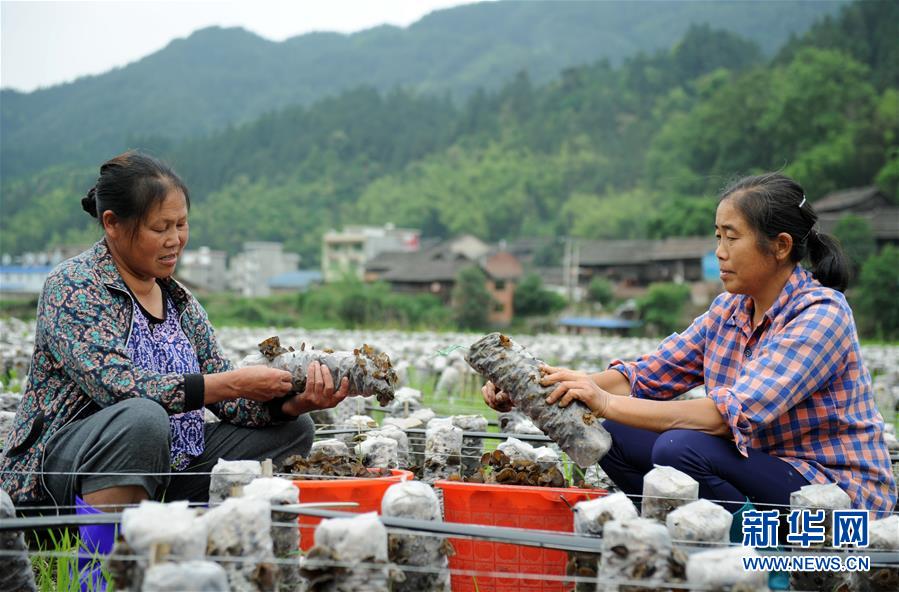 (全面深化改革·圖文互動)(10)“減”出效益 “融”出特色 “服”出動力——貴州推進農(nóng)村產(chǎn)業(yè)結(jié)構(gòu)調(diào)整觀察