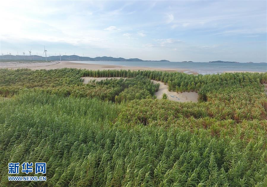 （不忘初心、牢記使命·圖文互動）（2）拳拳寸草心 濃濃報國情——記“菌草之父”林占熺