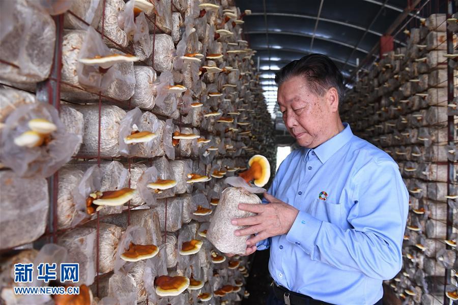 （不忘初心、牢記使命·圖文互動）（1）拳拳寸草心 濃濃報國情——記“菌草之父”林占熺